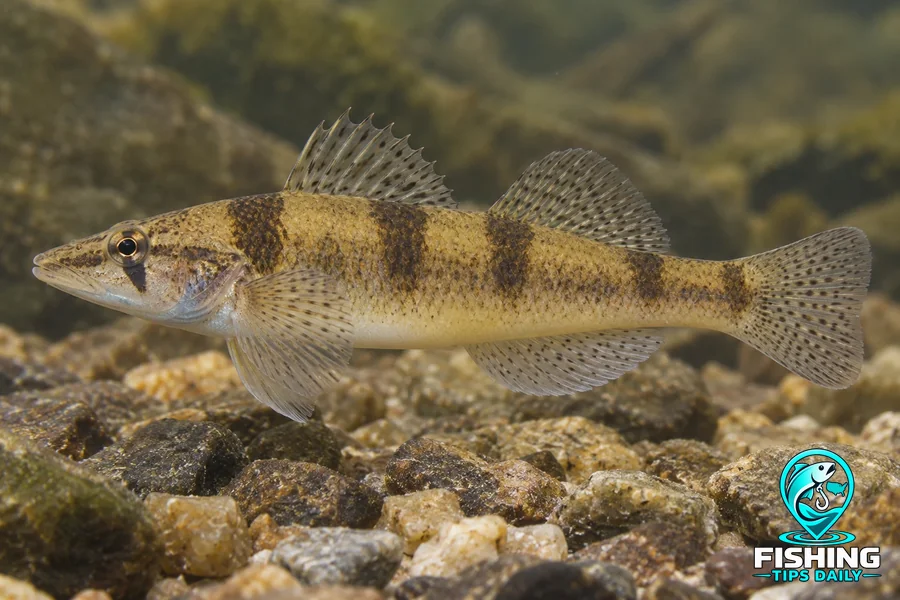 Amber Darter fishing guide