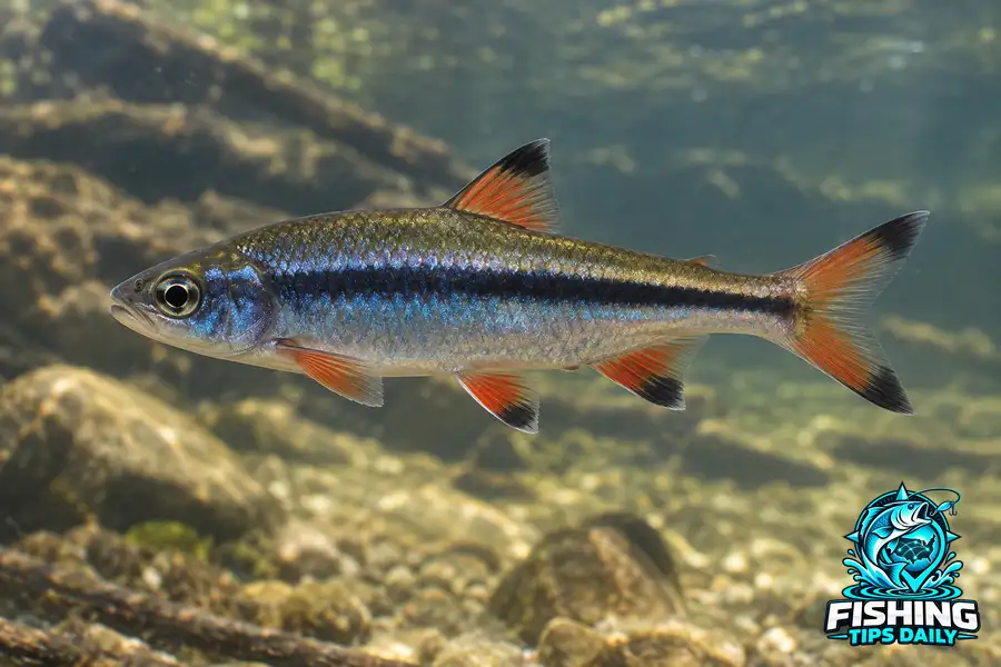 Blacktip Shiner fishing guide