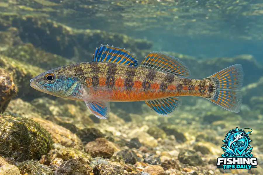 Bluegrass Darter fishing guide