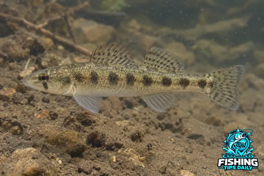 Bluntnose Darter fishing guide