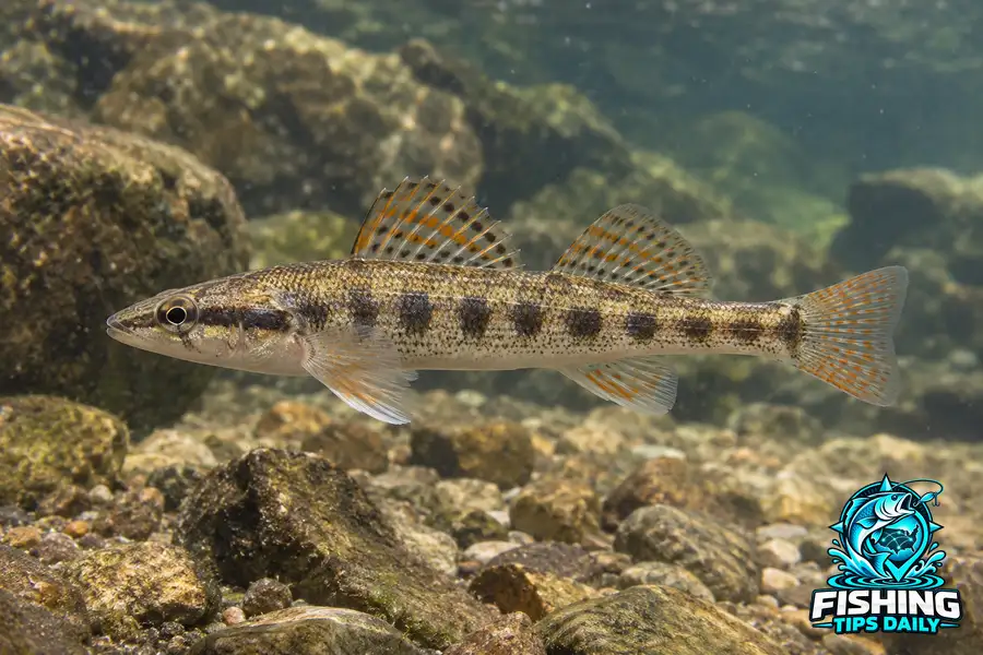 Bridled Darter fishing guide