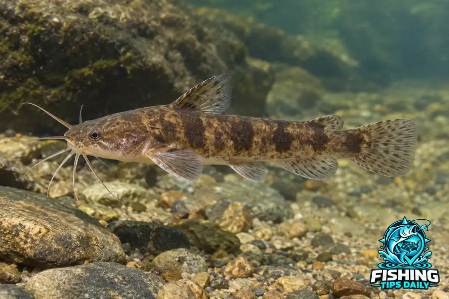 Brown Madtom fishing guide