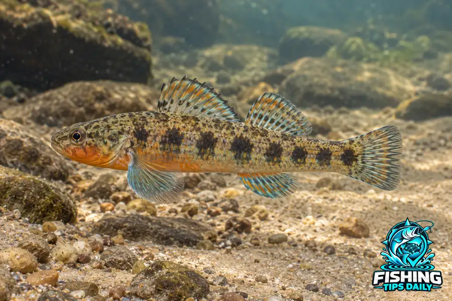 Carolina Darter fishing guide