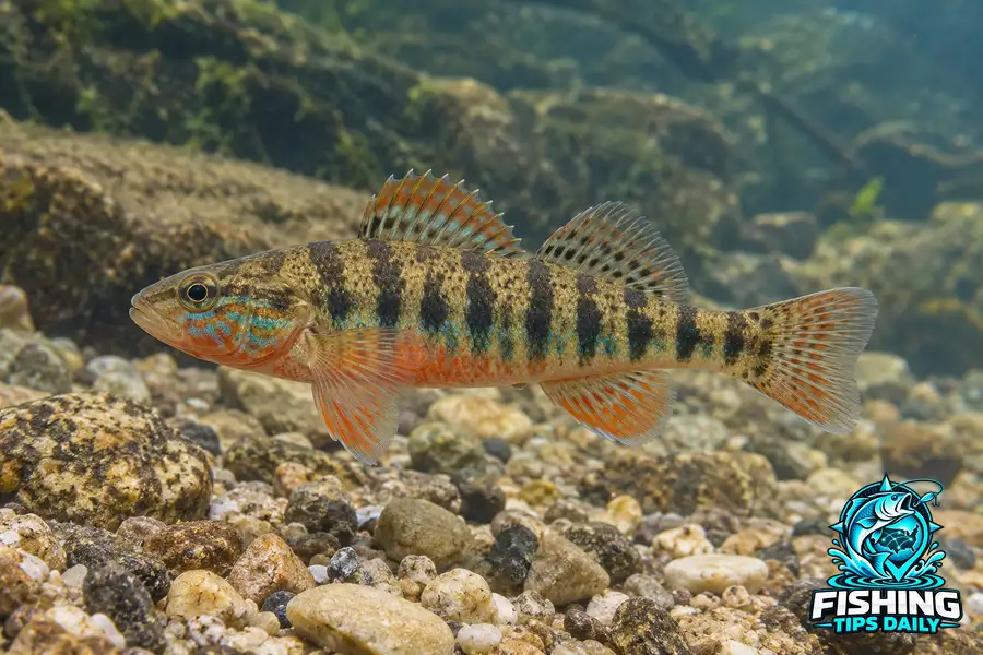 Chickasaw Darter fishing guide