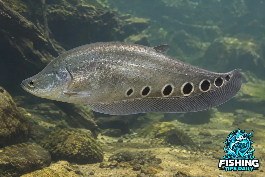 Clown Knifefish fishing guide