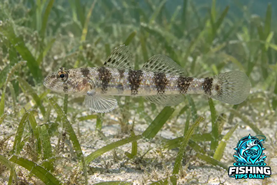 Code Goby fishing guide