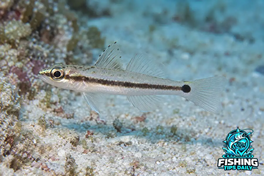 Collybus drachme fishing guide