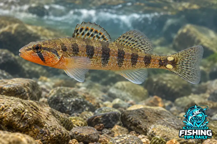 Gilt Darter fishing guide