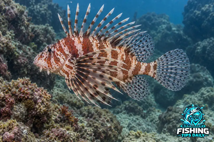 Hawaiian Turkeyfish fishing guide