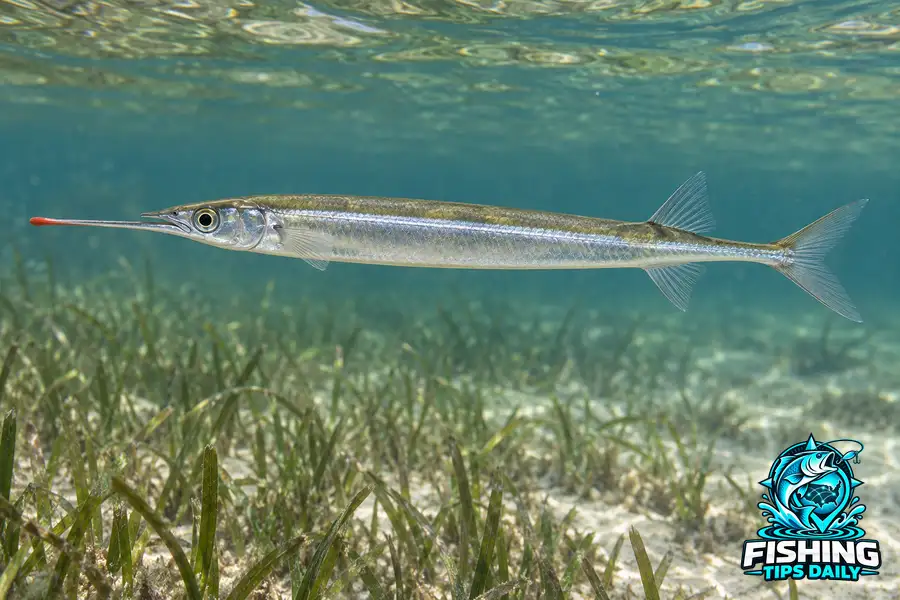 Meek’s Halfbeak fishing guide