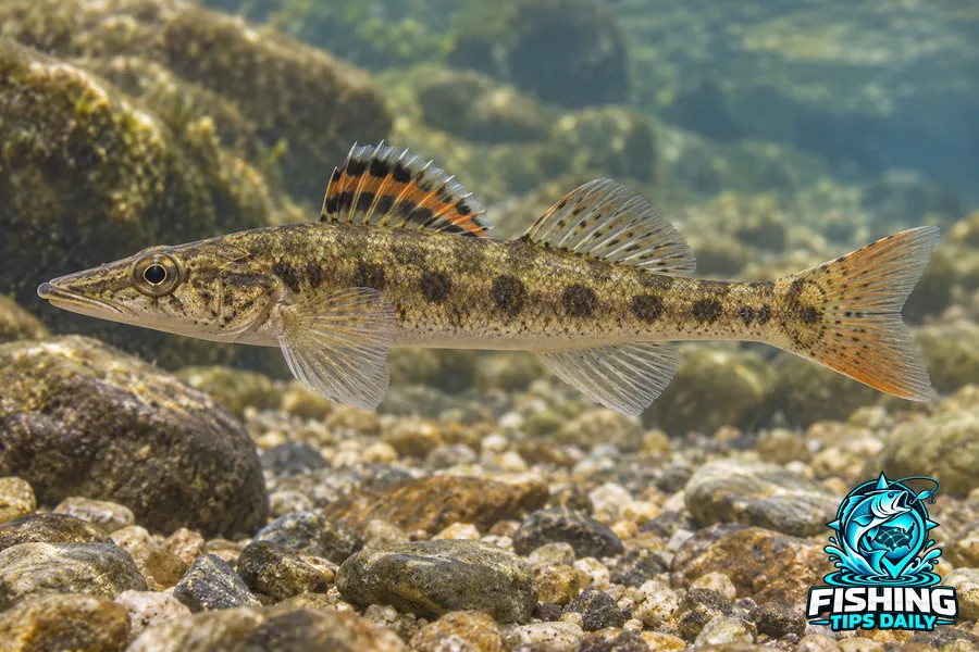 Sharpnose Darter fishing guide